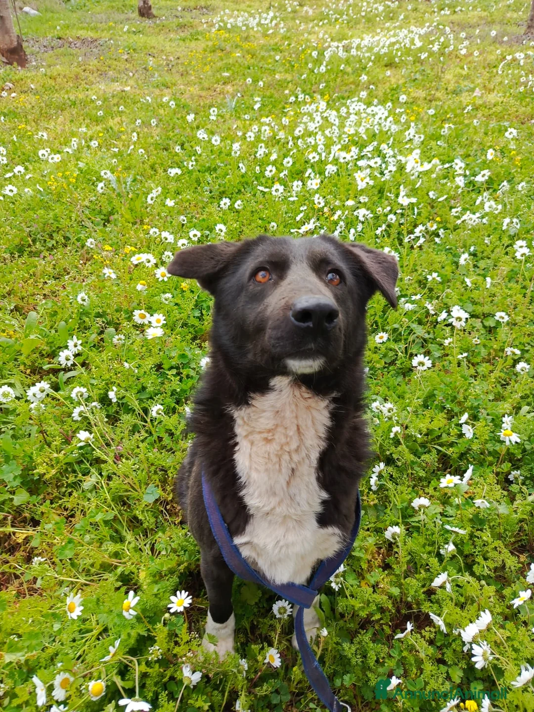 Labrador cani in regalo: Windy, splendida  - Annuncio 7