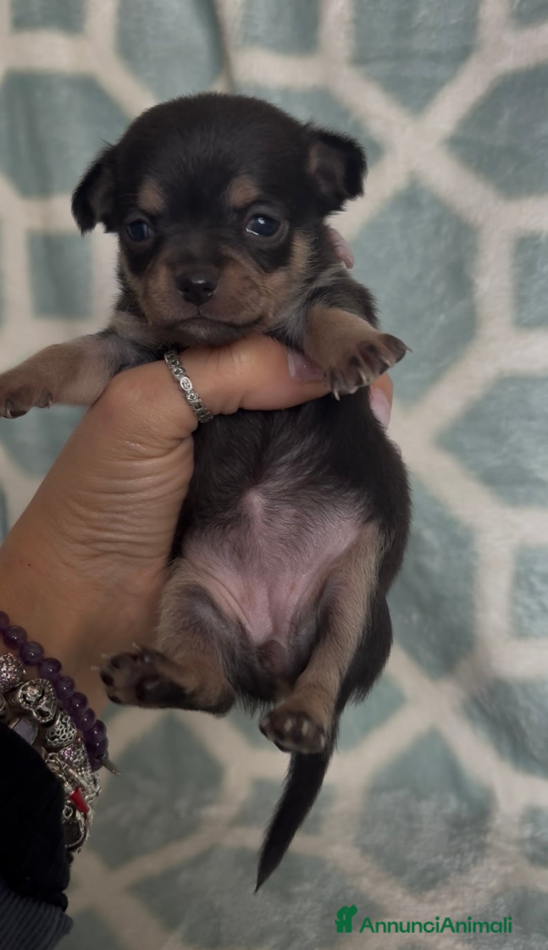 Chihuahua cani in vendita: Chihuahua  - Annuncio 4