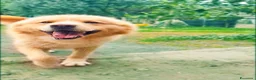 Golden Retriever cani in regalo: Birillo cagnone straordinario - Annuncio 2