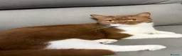 British gatti in vendita: British femmina  - Annuncio 3