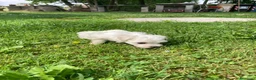 Maltese cani in vendita: Maltese - Annuncio 7