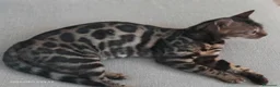 Bengala gatti in vendita: Splendida gattina Bengala  - Annuncio 3