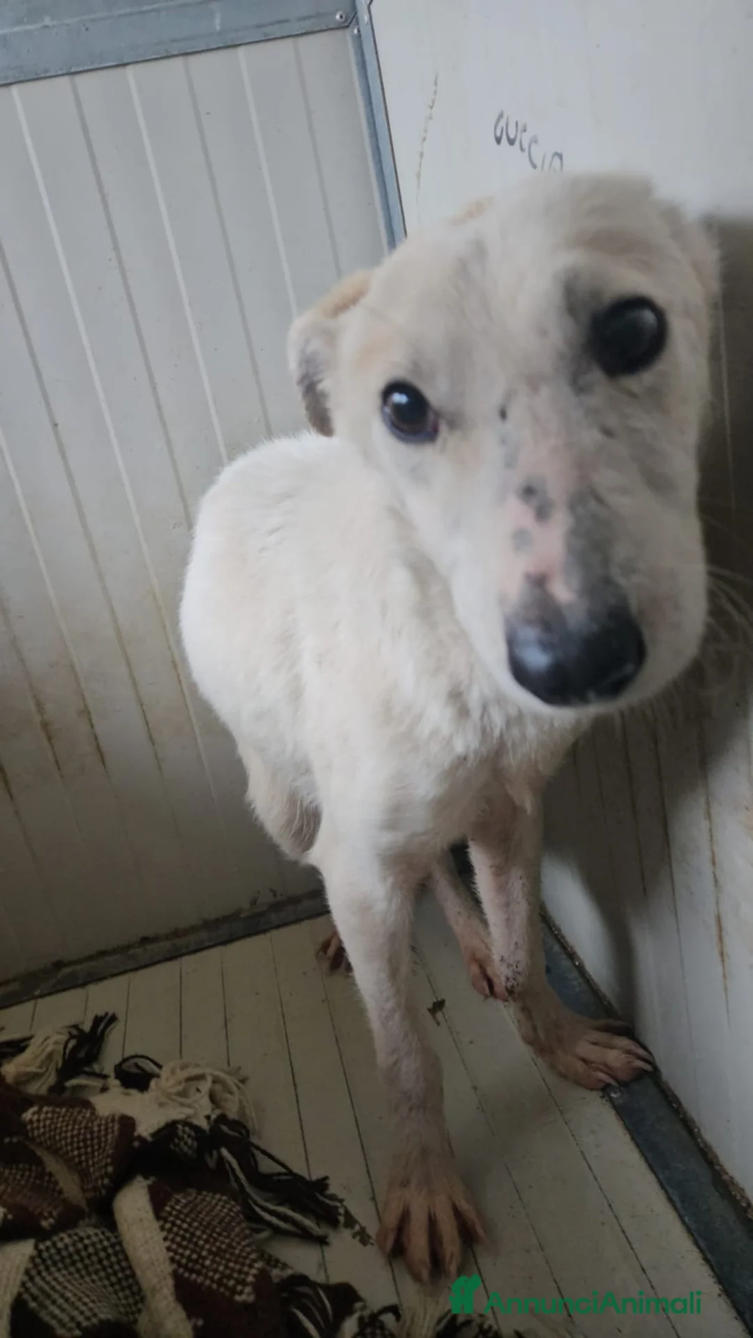 Meticcio cani in regalo: Oipe: docile e socievole. Taglia contenuta  - Annuncio 7