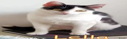 Europeo gatti in regalo: LELLA DOLCISSIMA GATTINA - Annuncio 2