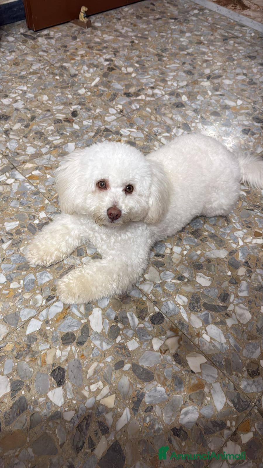 Barboncino Toy cani Barboncino toy - Annuncio 7
