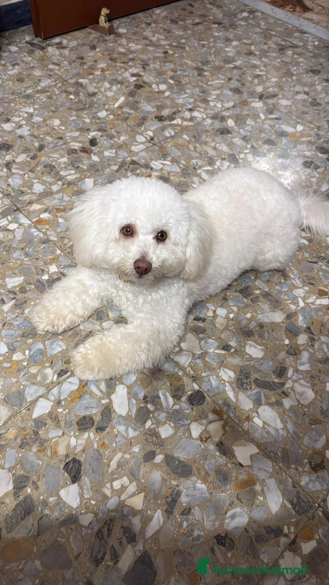 Barboncino Toy cani in vendita: Barboncino toy - Annuncio 1