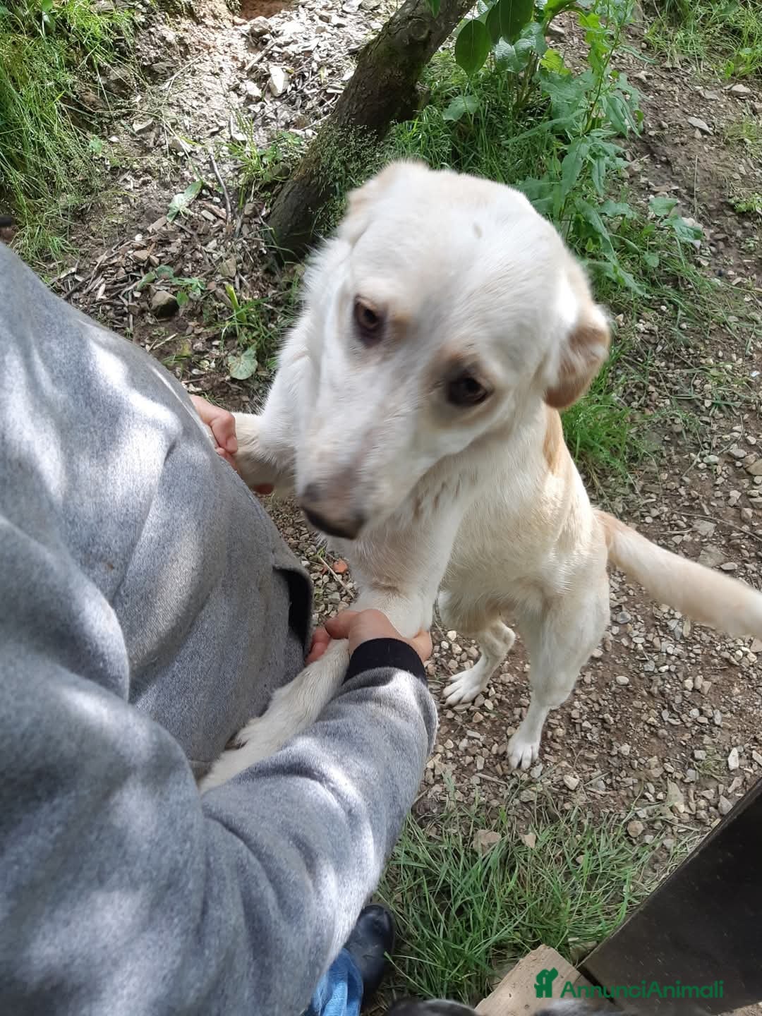 Meticcio cani in regalo: Gina 2anni mix Labrador ok gatti. SOS SICILIA  - Annuncio 2