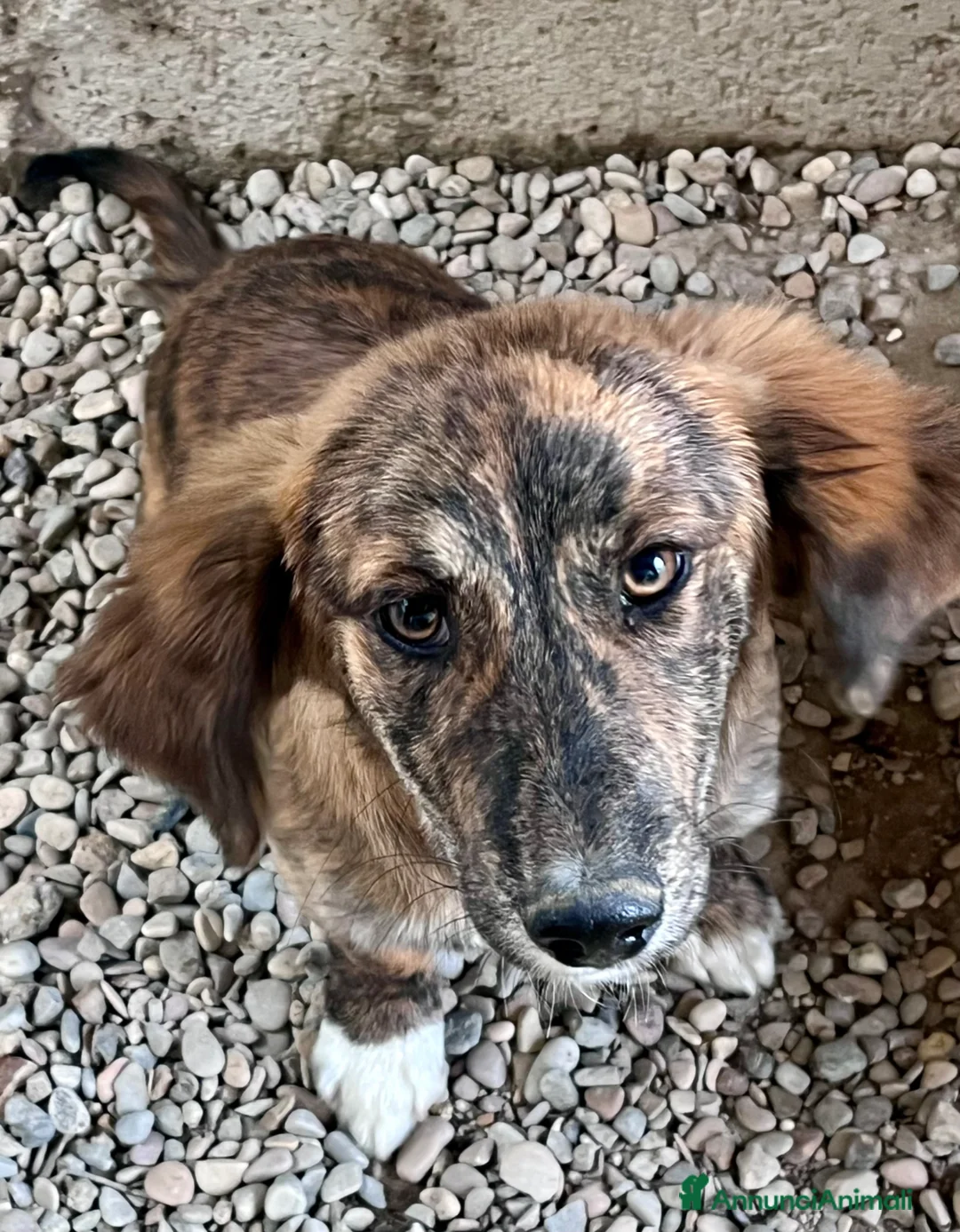 Meticcio cani in regalo: Cucciola tre mesi taglia medio piccola a Città metropolitana di Roma Capitale - Annuncio 1