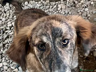 Meticcio cani Cucciola tre mesi taglia medio piccola - Annuncio 2