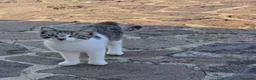 Meticcio gatti in regalo: 3mici sui 4mesi bianco/grigi SOS CASA VOGHERA PV - Annuncio 5