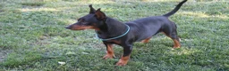 Pinscher Miniatura cani in vendita: Pinscher nano  - Annuncio 3