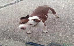 Pitbull cani in vendita: Cuccioli pitbull terrier a Provincia di Foggia - Immagine 6