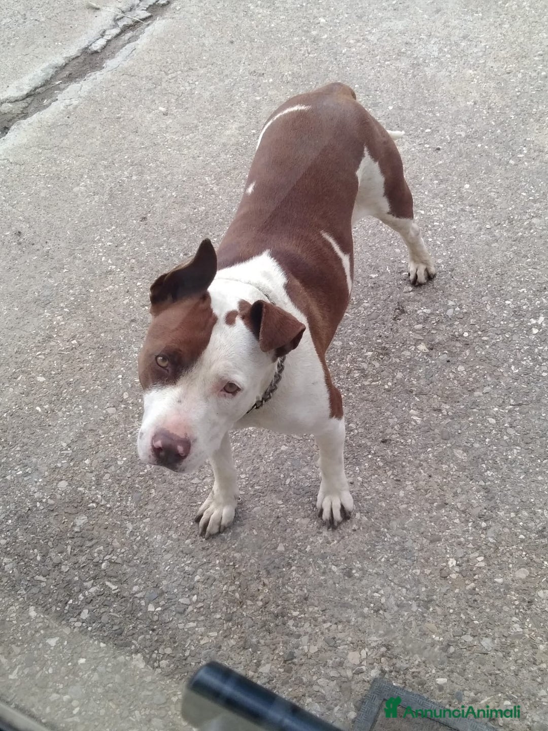 Pitbull cani in vendita: Cuccioli pitbull terrier a Provincia di Foggia - Immagine 6
