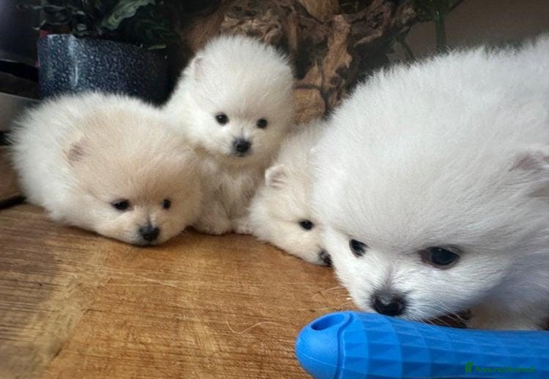 Volpino Pomerania cani in vendita: Cuccioli di Pomerania - Annuncio 9