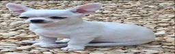Chihuahua cani in vendita: Chihuahua femmina  - Annuncio 5