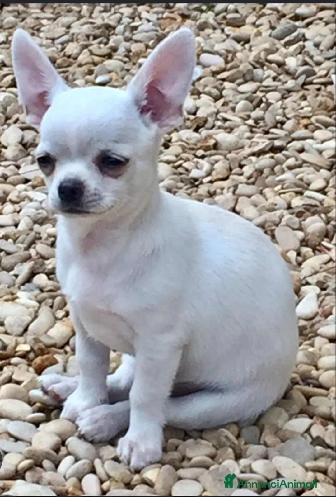 Chihuahua cani in vendita: Chihuahua femmina  - Annuncio 5