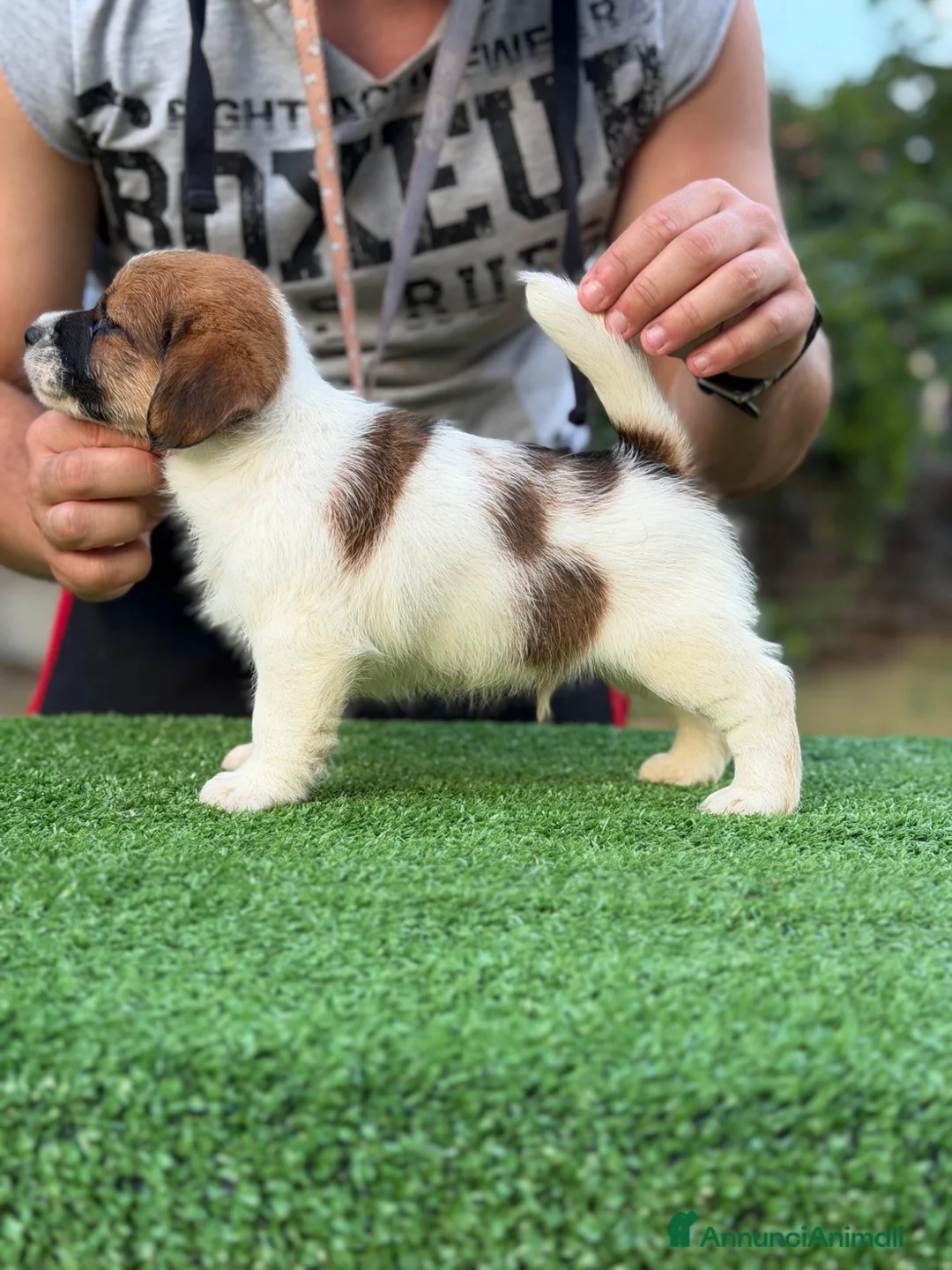 Jack Russell cani in vendita: Jack Russell altissima genealogia a Città metropolitana di Roma Capitale - Annuncio 1