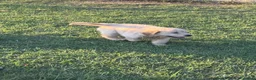 Golden Retriever cani in vendita: Golden sel. caratterialmente/morfologicamente  - Annuncio 4