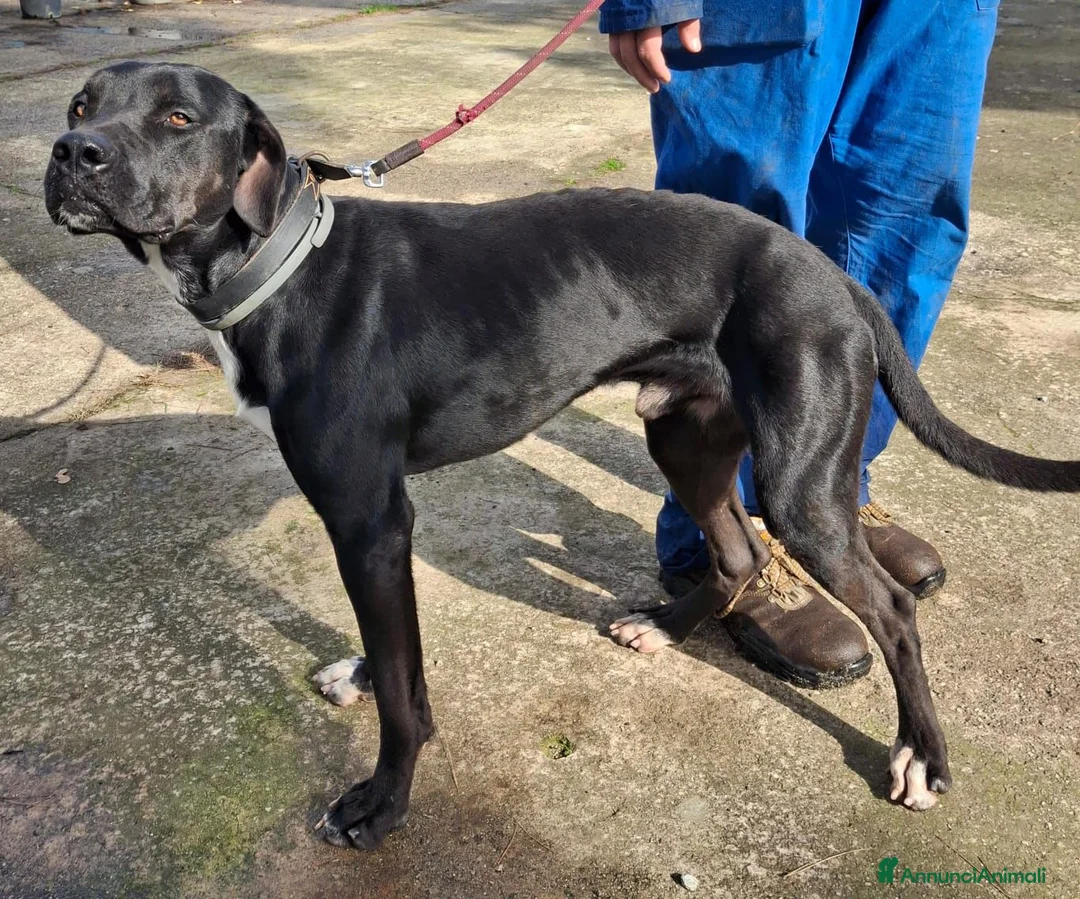 Meticcio cani in regalo: BENNY 💙 - cagnolone dagli occhi tristi 😞  - Annuncio 5