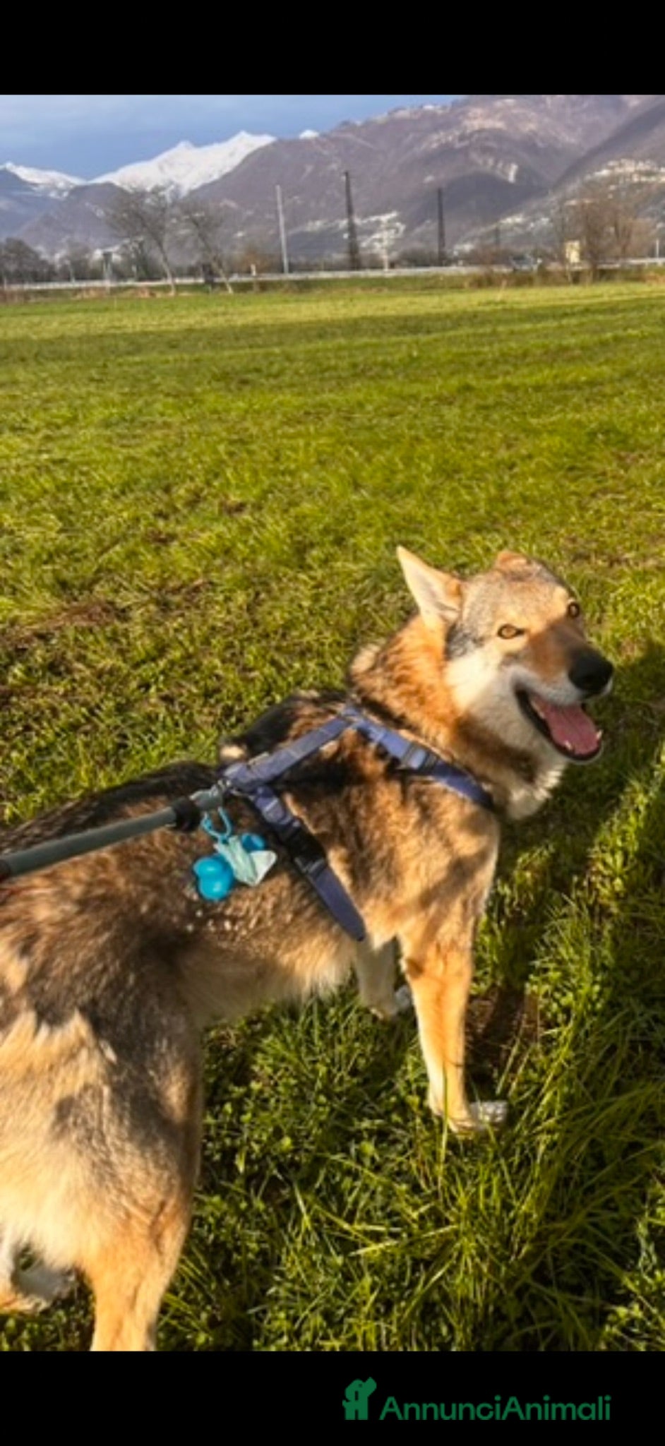 Lupo Cecoslovacco cani Lupo cecoslovacco - Annuncio 19