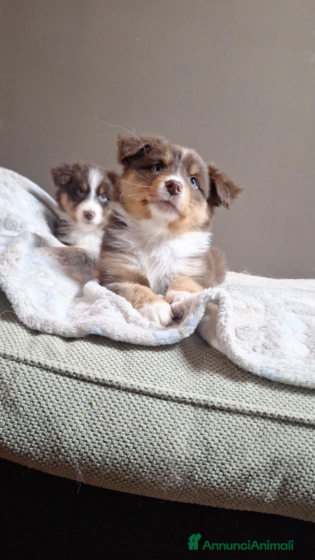 Australian Shepherd cani cuccioli pastore australiano  - Annuncio 1