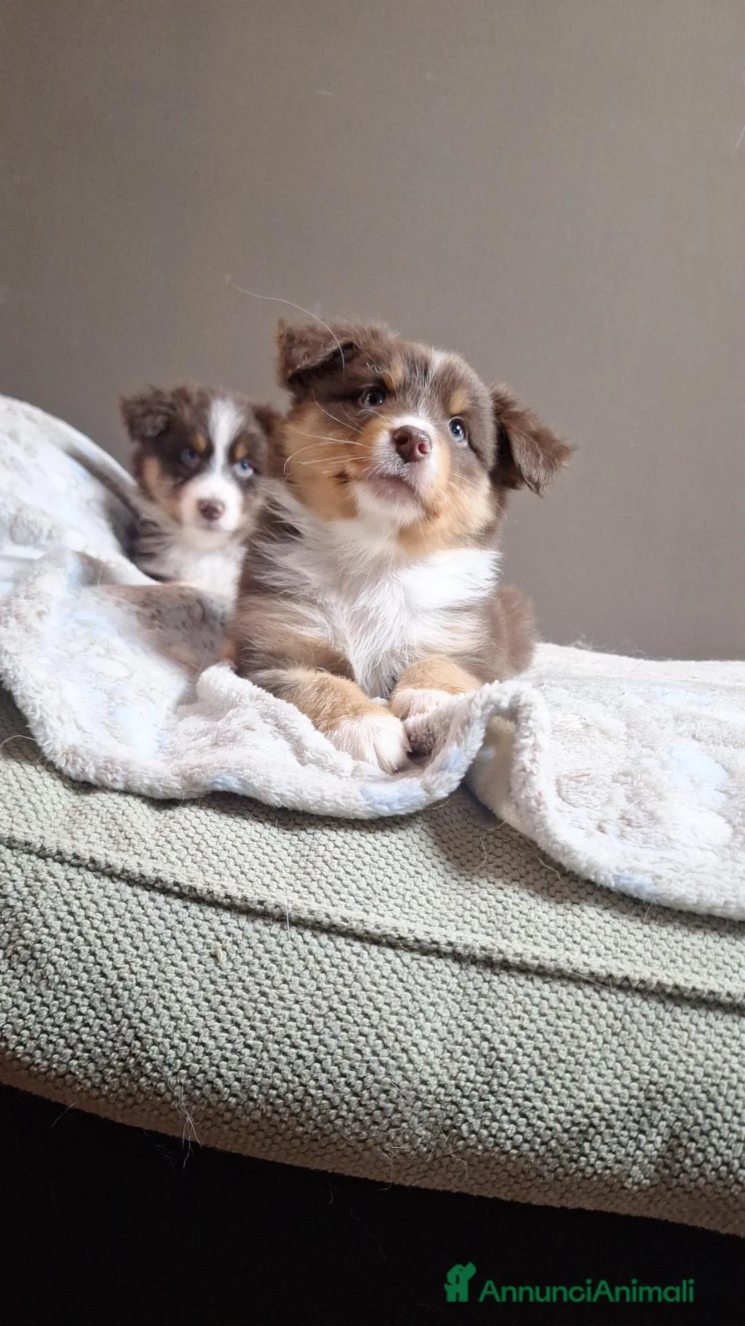Australian Shepherd cani in vendita: cuccioli pastore australiano  - Annuncio 1