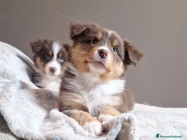 Australian Shepherd cani cuccioli pastore australiano - Annuncio 1