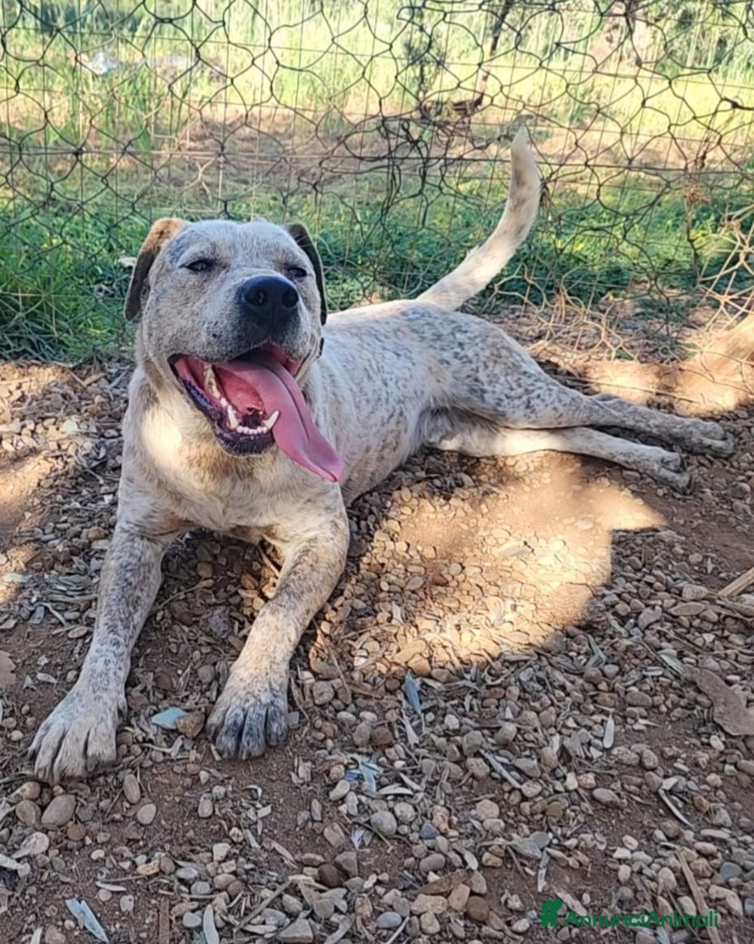 Meticcio cani in regalo: Molossino 18mesi solo tutto il giorno.CALABRIA SOS a Città metropolitana di Milano - Annuncio 8