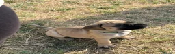 Bullmastiff cani in vendita: Bullmastiff cuccioli a Provincia di Pescara - Annuncio 2