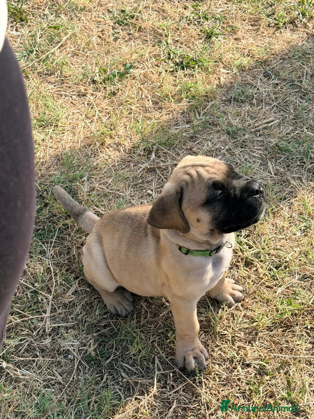 Bullmastiff cani in vendita: Bullmastiff cuccioli a Provincia di Pescara - Annuncio 2