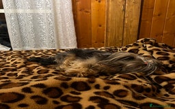 Yorkshire cani per accoppiamento: Cane per monta  - Immagine 4