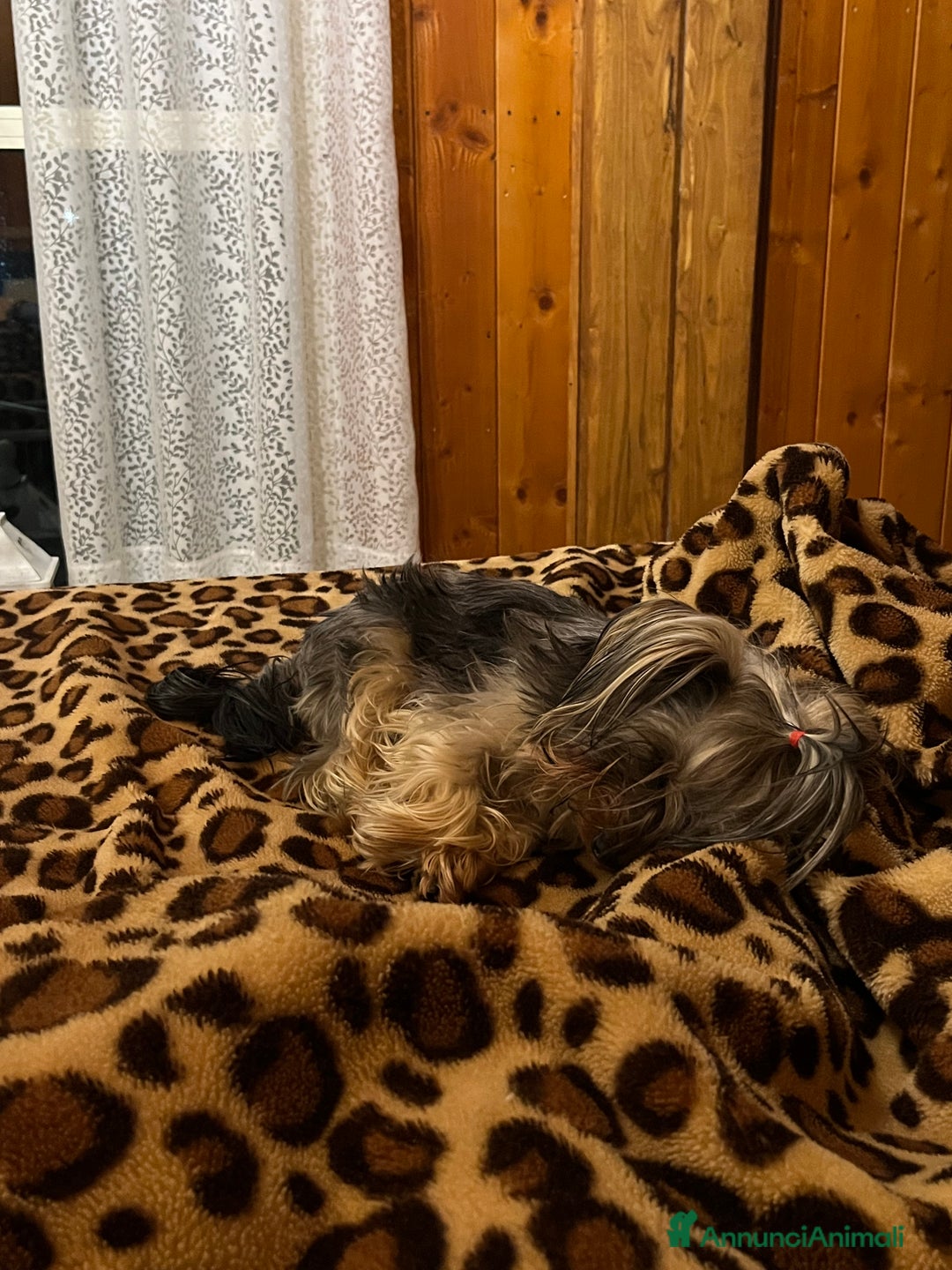 Yorkshire cani per accoppiamento: Cane per monta  - Immagine 4