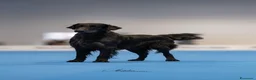 Flat Coated cani in vendita: Cuccioli flat coated retriever  - Annuncio 15