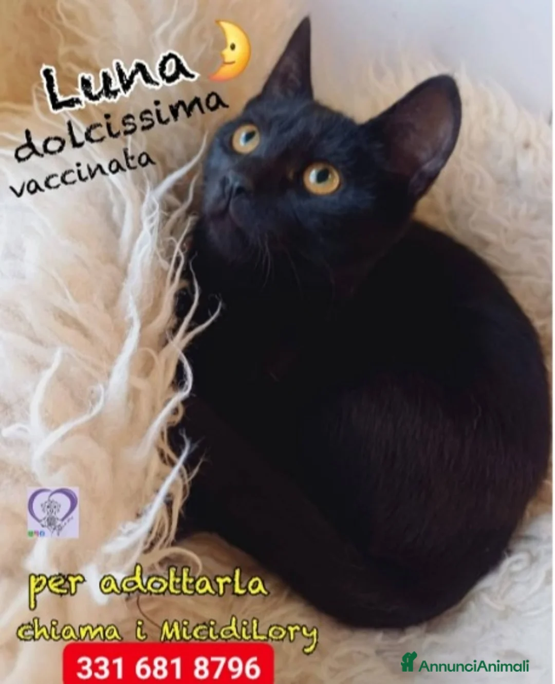 Meticcio gatti in regalo: 2micini neri maschio/femmina 5mesi MILANO019 - Annuncio 2