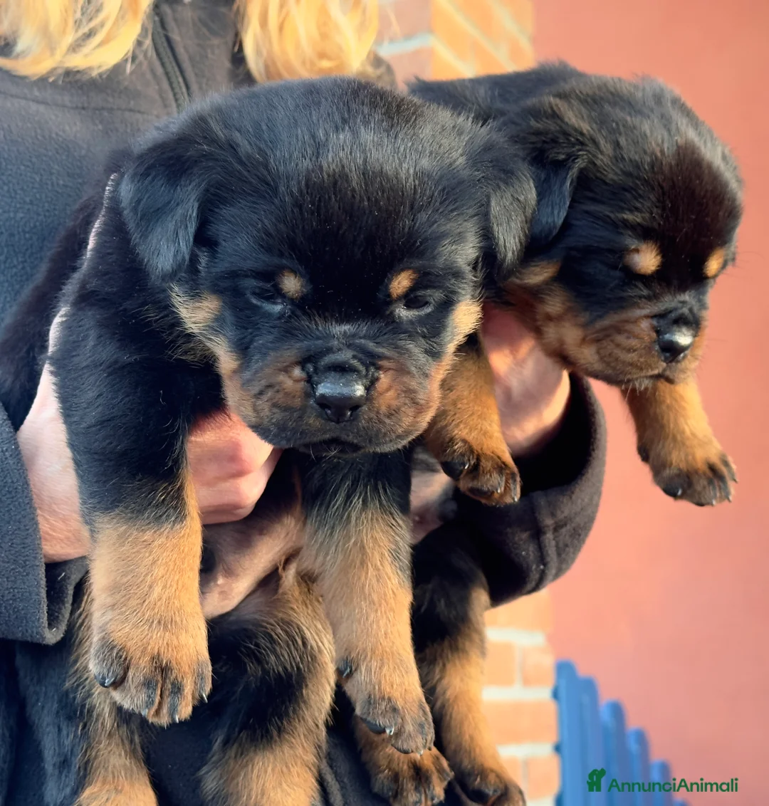 Rottweiler cani in vendita: Cucccioli di rottweiler  - Annuncio 6