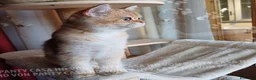 Scottish gatti in vendita: Cuccioli Scottish Straight - Annuncio 22