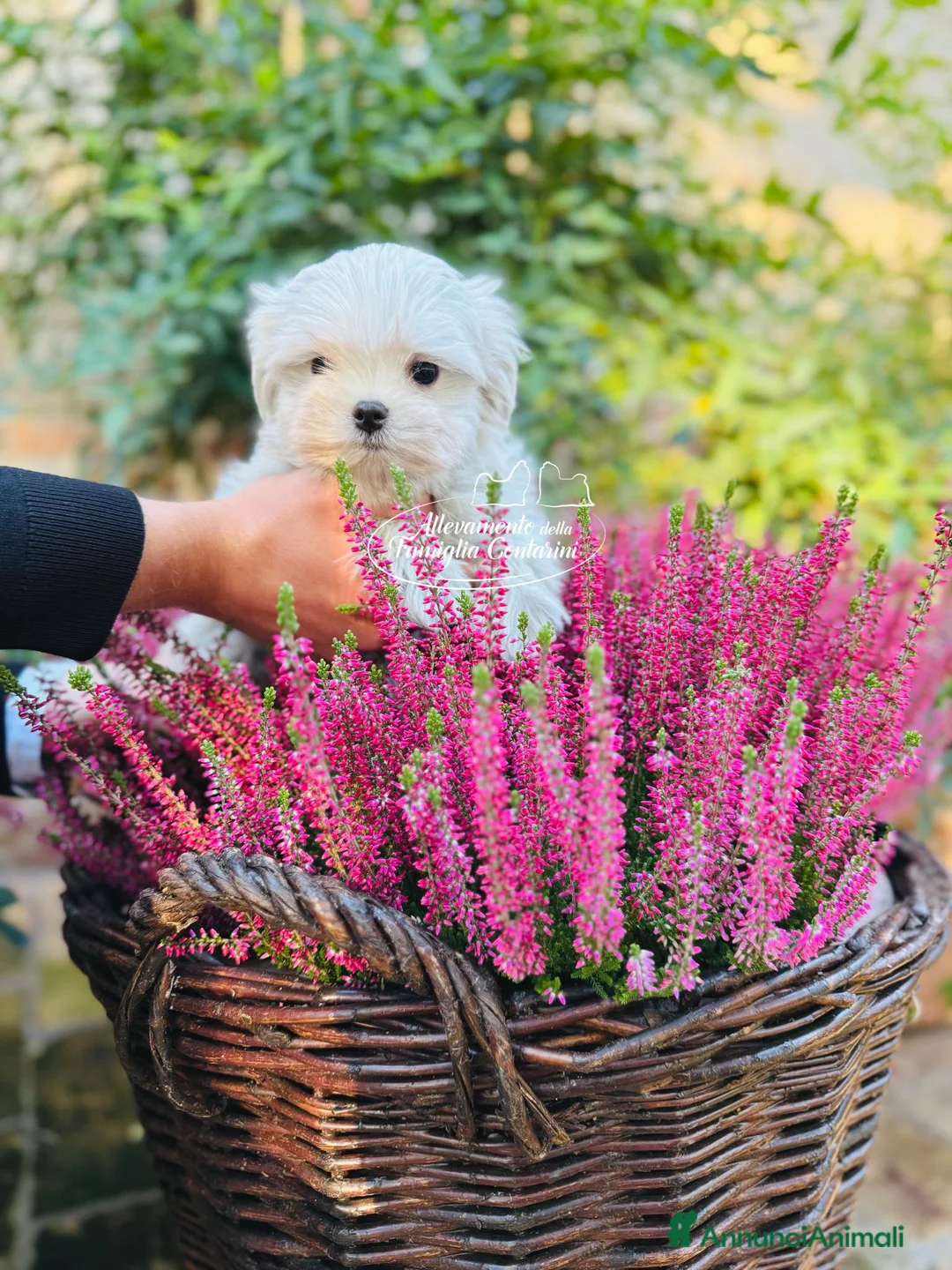 Maltese cani in vendita: Cuccioli Maltesi con Pedigree ENCI a Provincia di Pistoia - Annuncio 1