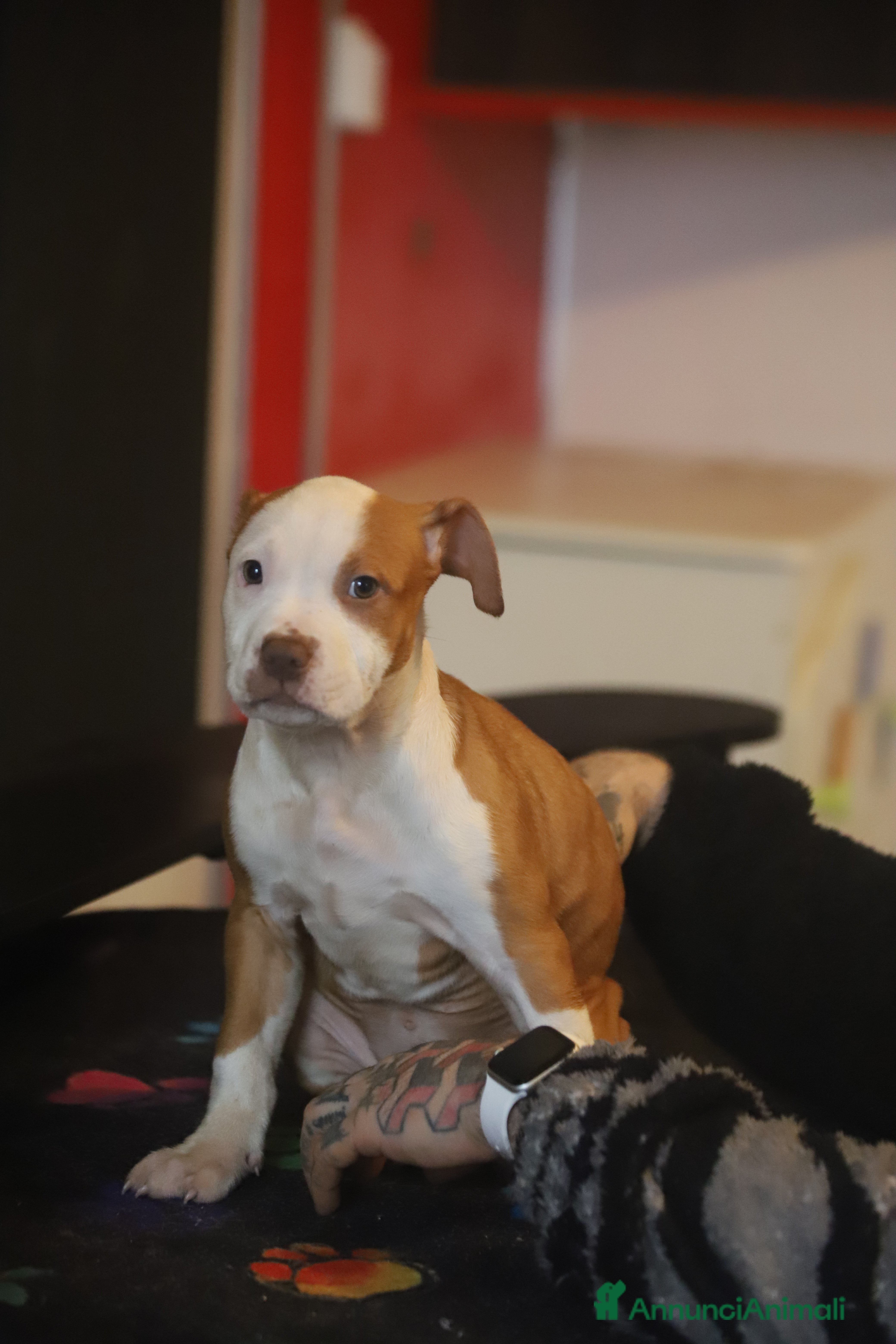 Pitbull cani Cuccioli di Pit Bull con pedigree anche a rate - Annuncio 1