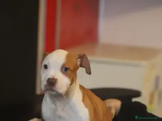 Pitbull cani Cuccioli di Pit Bull con pedigree anche a rate - Annuncio 26