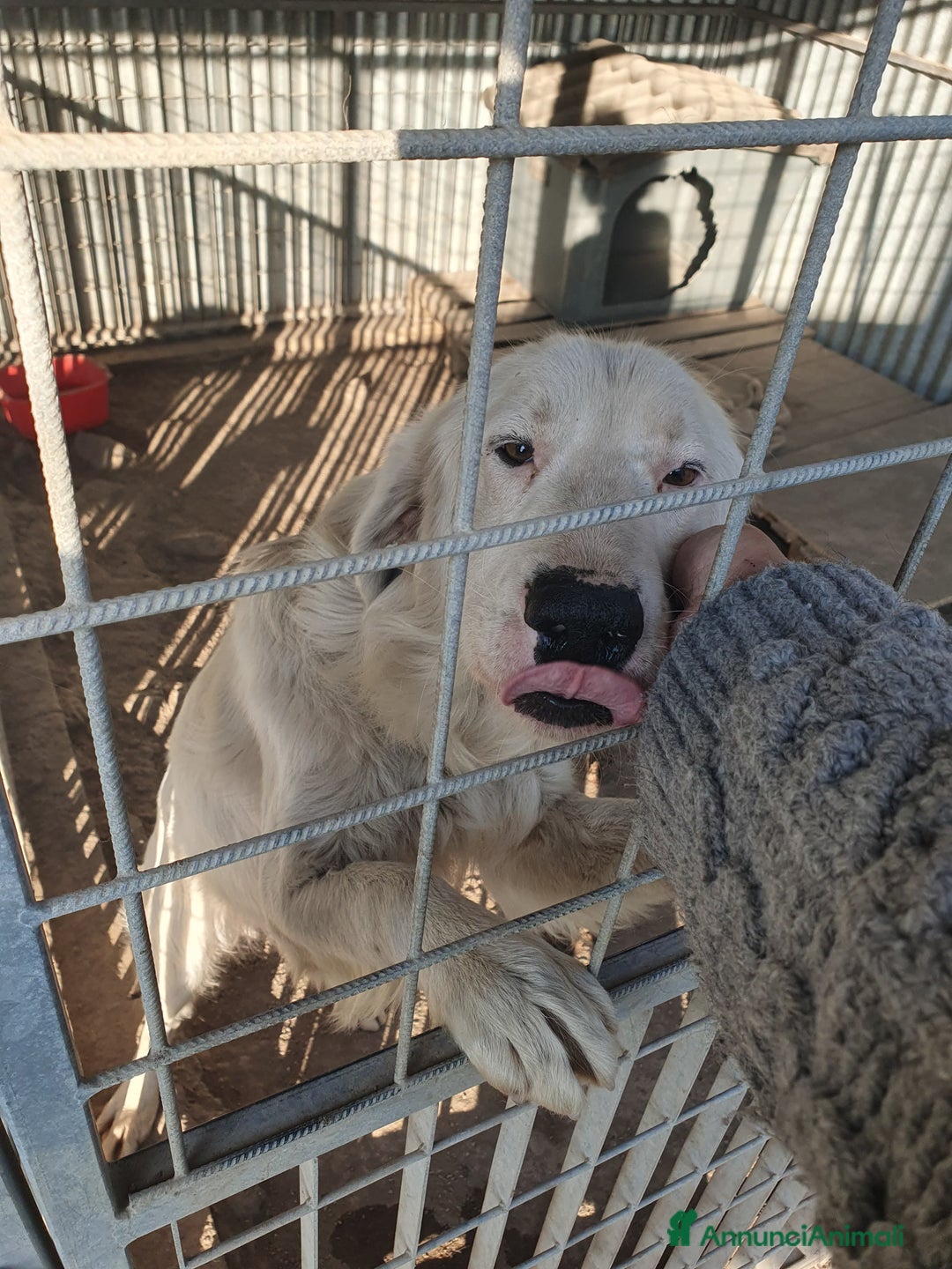 Meticcio cani in regalo: NEVE MIX GOLDEN RETRIEVER ALBINO a Provincia di Avellino - Annuncio 13