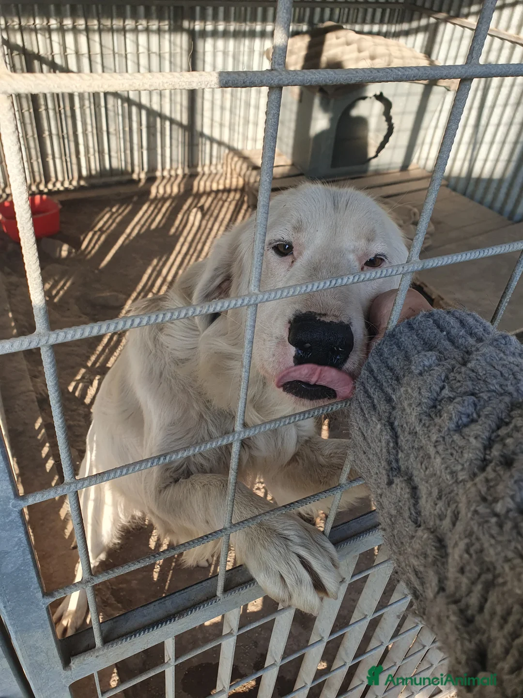 Meticcio cani in regalo: NEVE MIX GOLDEN RETRIEVER ALBINO a Provincia di Avellino - Annuncio 13
