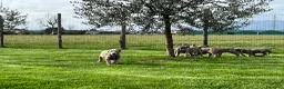 Weimaraner cani in vendita: Cuccioli weimaraner  - Annuncio 6