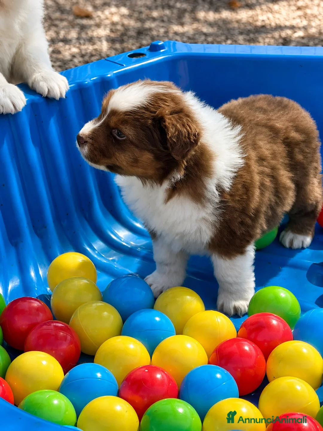 Australian Shepherd cani in vendita: Cucciolo pastore australiano  a Provincia di Perugia - Annuncio 2