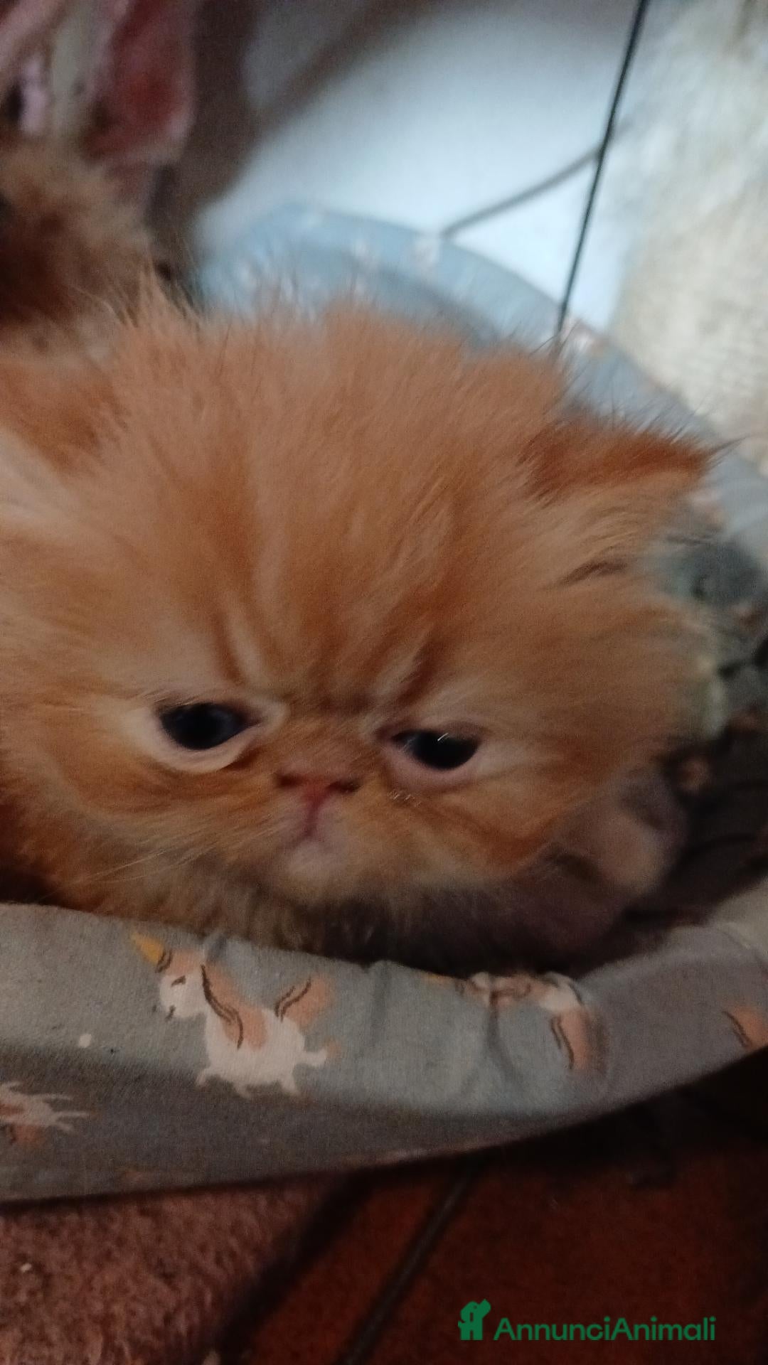Persiano gatti Persiani - Annuncio 4