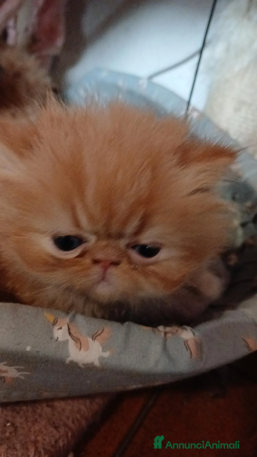 Persiano gatti in vendita: Persiani - Annuncio 1