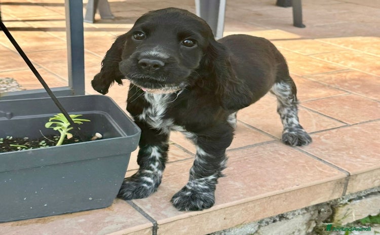 Cocker cani a Provincia di Macerata - Annuncio 3