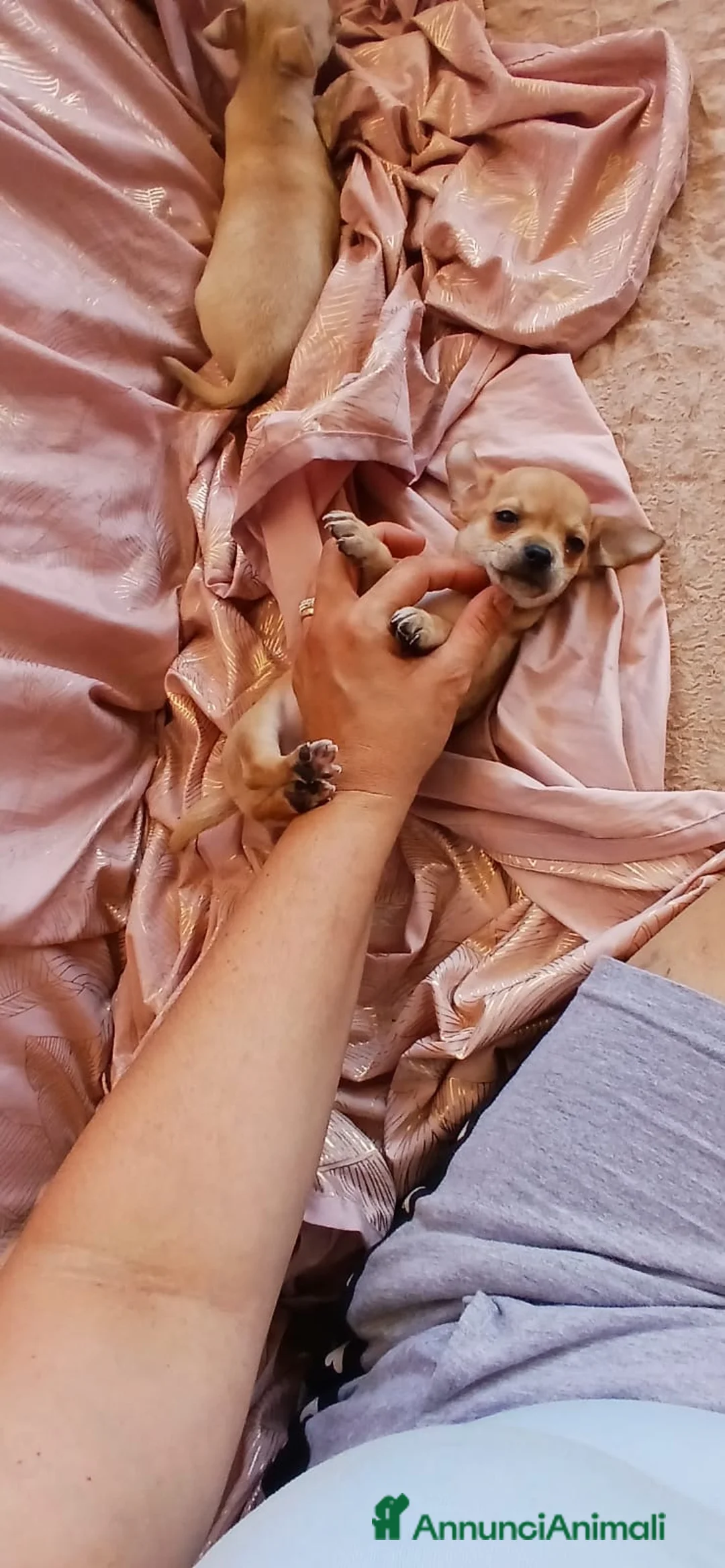 Chihuahua cani in vendita: Chihuahua toy - Annuncio 6