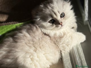 Scottish gatti Scottish - Annuncio 18