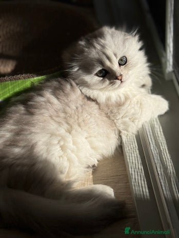 Scottish gatti - Annuncio 13