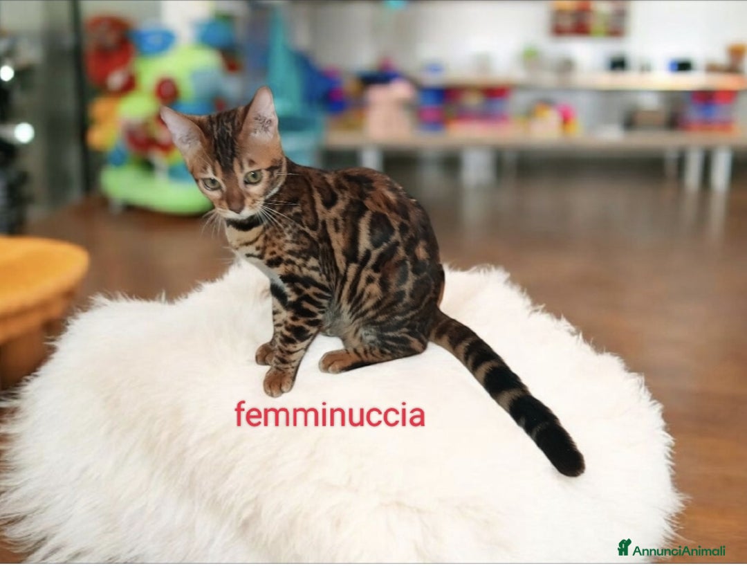 Bengala gatti in vendita: Dolcissimi cuccioli Bengala  - Annuncio 7